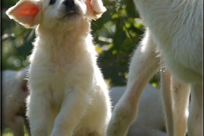 Adaptación del Golden Retriever