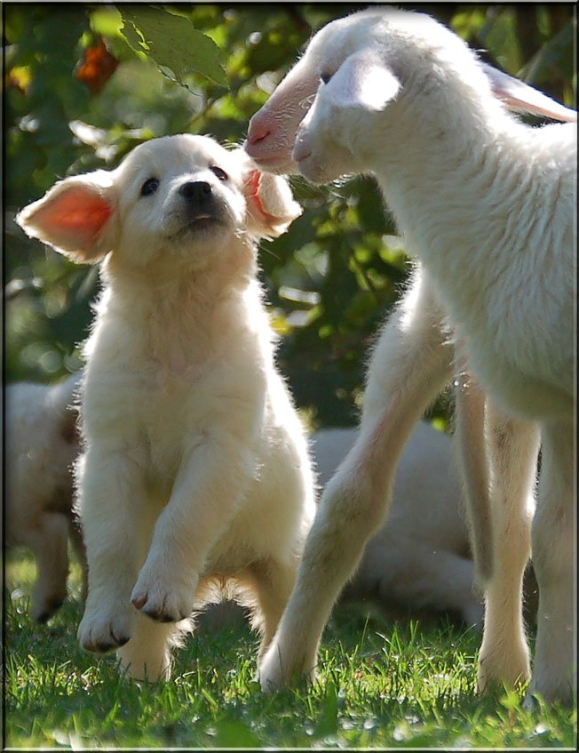 Adaptación del Golden Retriever