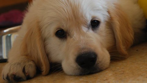 Cachorro de Golden Retriever