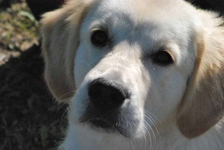 Cuanto cuesta Adoptar un golden Retriever