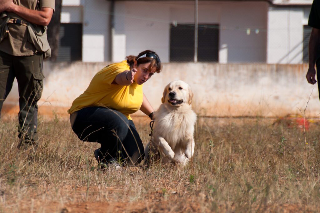 Entrenar a un Golden Retriever