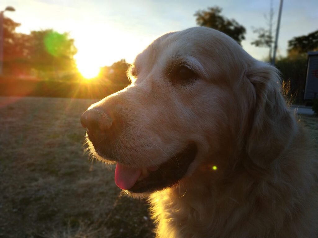 ¿Cuánto cuesta adoptar un Golden Retriever?