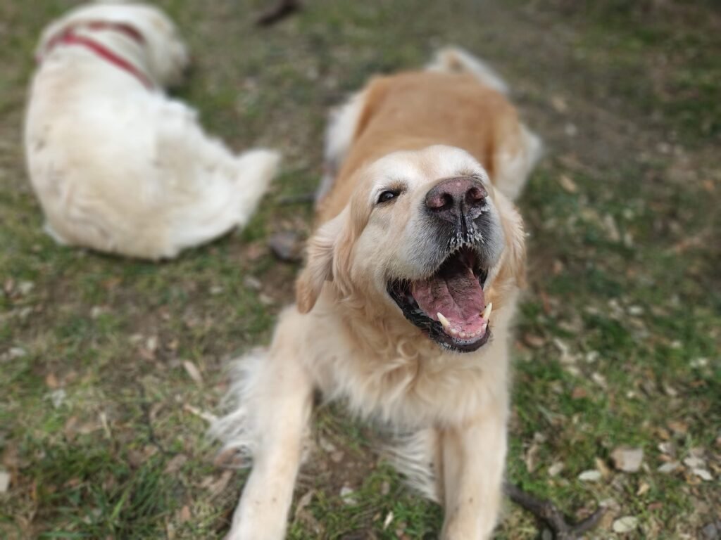 Personalidad del Golden Retriver