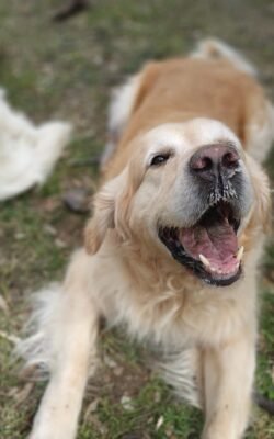 Personalidad del Golden Retriver