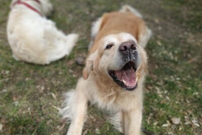 Personalidad del Golden Retriver