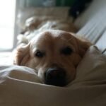 ¿Qué significa que un Golden Retriever apoye su cabeza en ti?