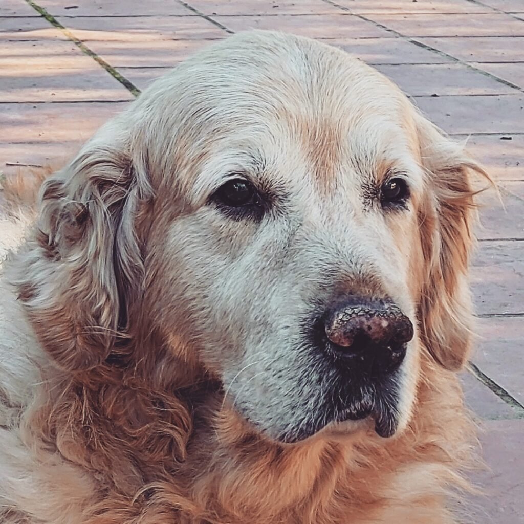 Salud del Golden Retriever en Senior