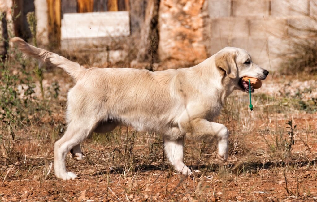 Entrenar a un Golden Retriever