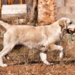 Cómo entrenar a un Golden Retriever