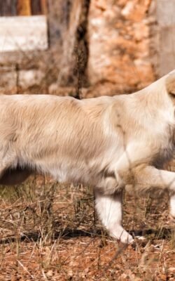 Entrenar a un Golden Retriever