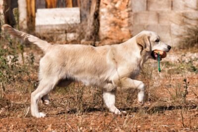 Entrenar a un Golden Retriever