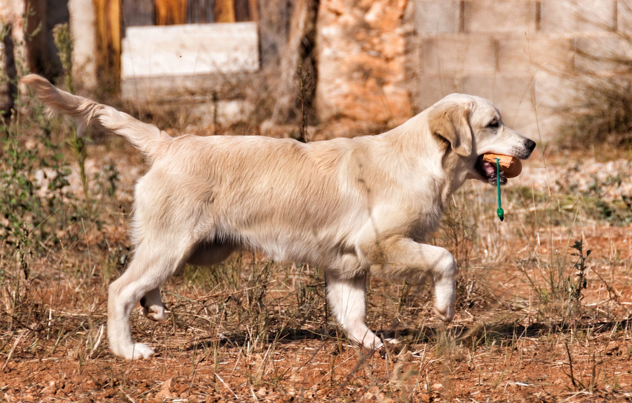 golden retriever de raza pura