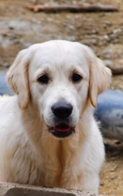 golden retriever de raza pura