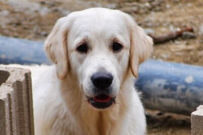 golden retriever de raza pura