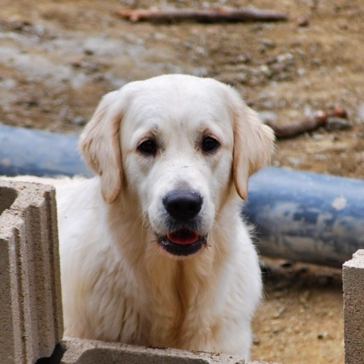 golden retriever de raza pura