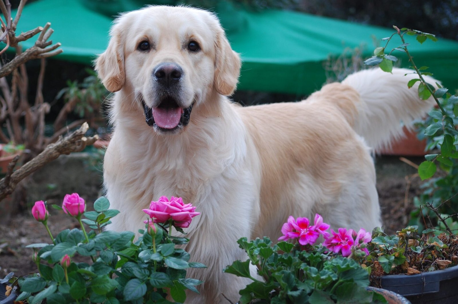 Salud del Golden Retriever