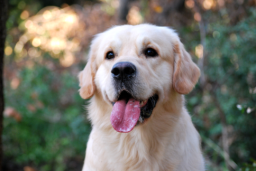 Salud del Golden Retriever en Adultos