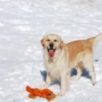 Qué hace feliz a un Golden Retriever