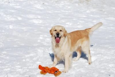 ¿Qué hace feliz a un Golden Retriever?