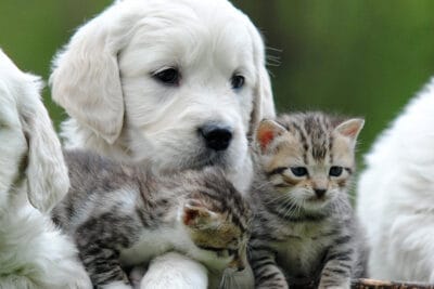 Vida con un Golden Retriever