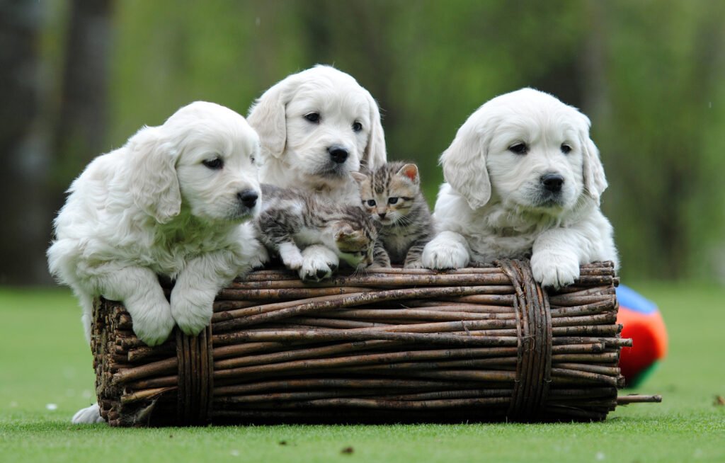 Cachorro de Golden Retriever