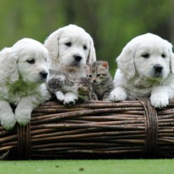 Cachorro de Golden Retriever