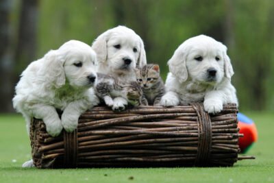 Cachorro de Golden Retriever