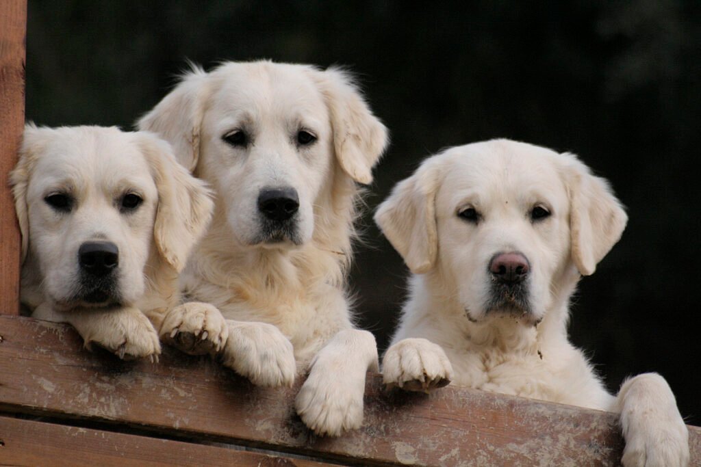 ¿Qué tienen de especial los Golden Retriever?