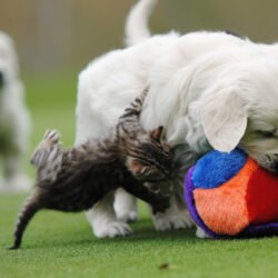 accesorios de Golden Retriever