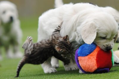 accesorios de Golden Retriever