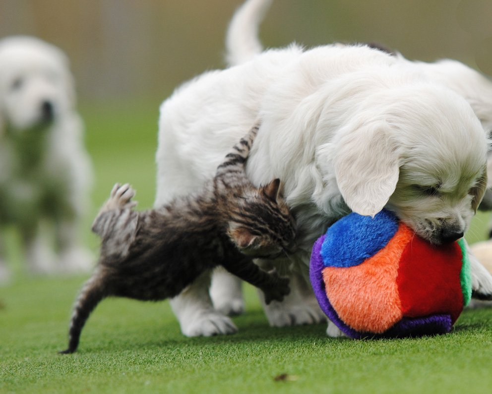 accesorios de Golden Retriever