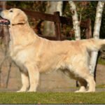 Displasia en el Golden Retriever