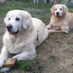 Cuántos años vive un Golden Retriever