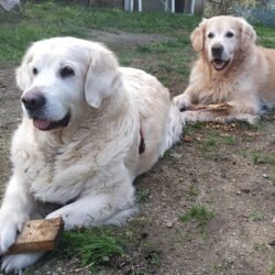 Cuánto vive un Golden Retriever