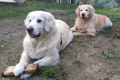 Cuánto vive un Golden Retriever