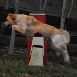 Entrenamiento básico del Golden Retriever