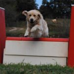 Entrenamiento del Golden Retriever