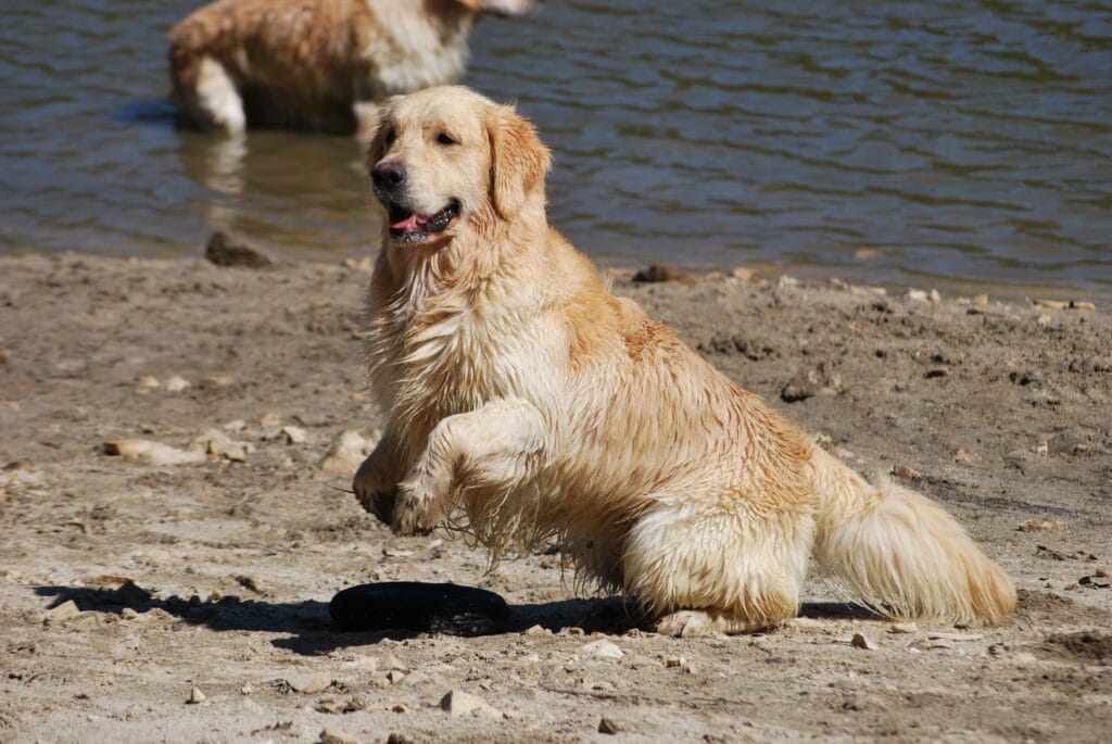Características del Golden Retriever