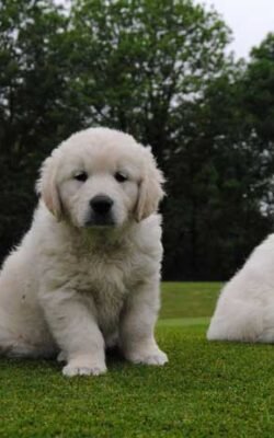 Taras oculares en Golden Retriever