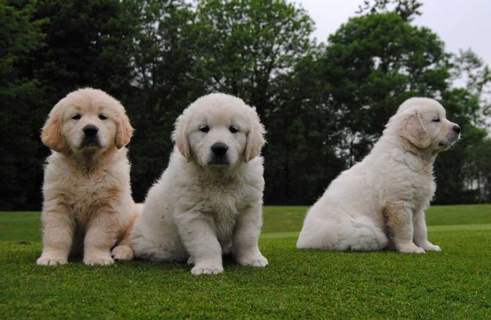 Taras oculares en Golden Retriever