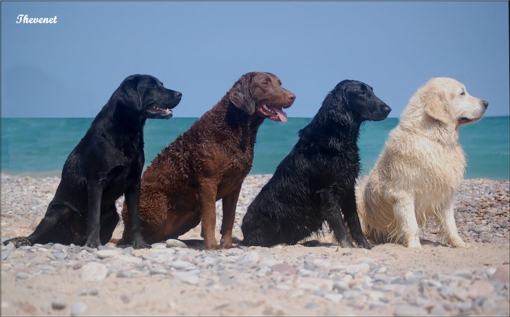 Tipos de Golden Retriever