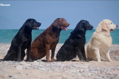 Tipos de Golden Retriever