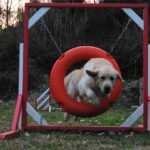 Entrenamiento Avanzado de Golden Retriever