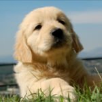 Consejos para dueños de Golden Retrievers