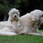 Qué considerar antes de adoptar un Golden Retriever adulto