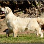 Características del Golden Retriever