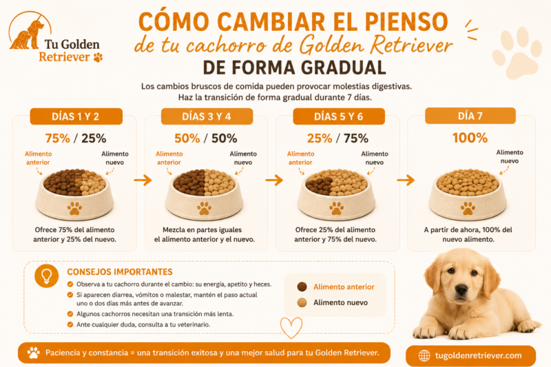 Alimentación de cachorro de Golden Retriever